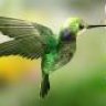 Hummingbird-in-a-Box