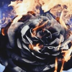 rose on fire3.jpg