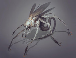 Insect - Assassin Wasp.jpg