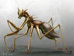 Insect - Arch Mantis.jpg
