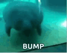 bump-reminder (1).gif