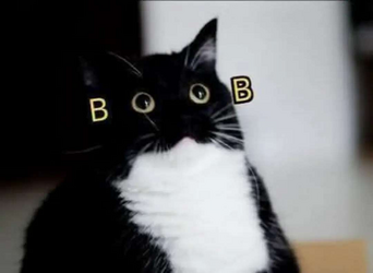 Boob cat.png