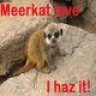 meerkat love.