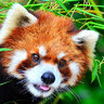 RedPanda77