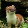 Just A Stoat