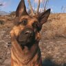 dogmeat69