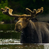 Hippopotamoose