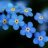 Little Blue Flowers