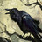Murder of Crows