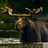 Hippopotamoose